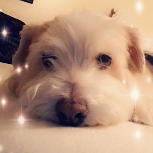 Meet your Posher, Sophia